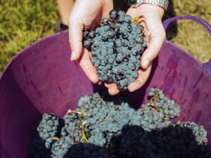 Feiten en fabels over sulfiet in wijn