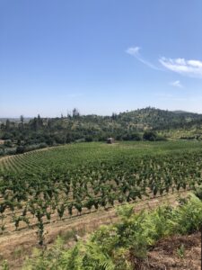 Wijnreis door Portugal: Dão